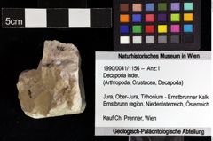 Foto (Objket + Etiketten) von Decapoda indet. 